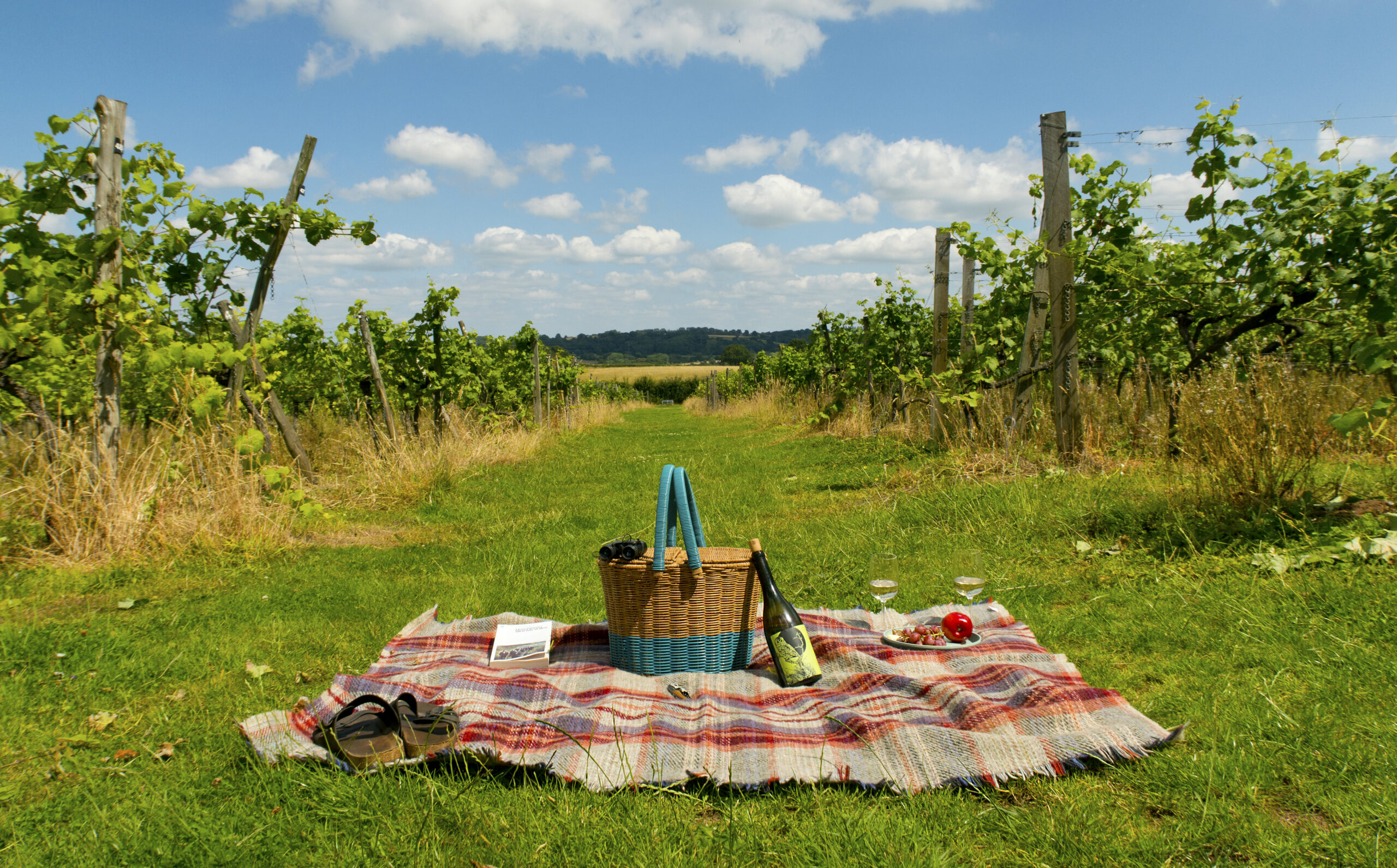 vineyard view picnic pre style