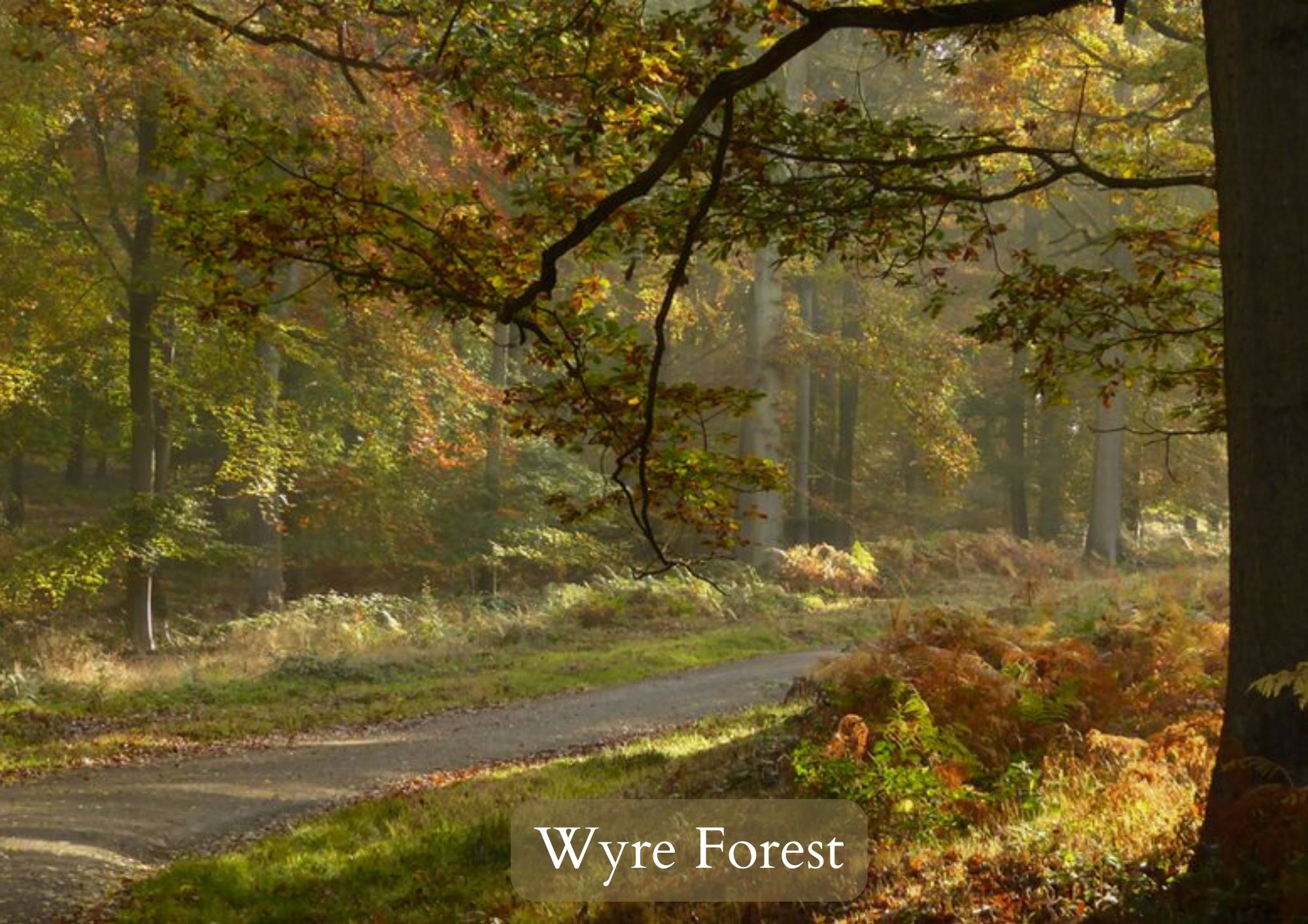 wyre forest